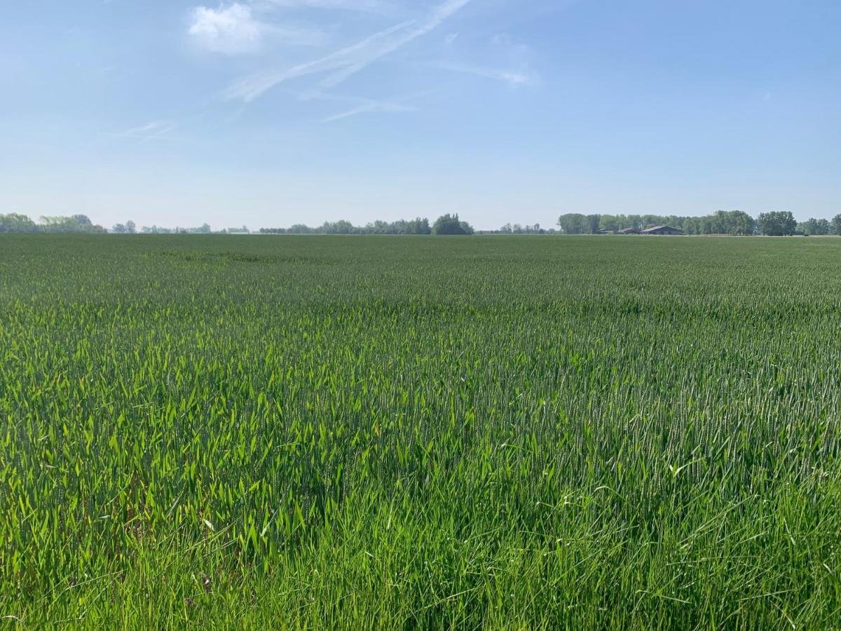 De Scheure, Midden In De * Alveringem